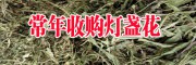 收购灯盏花公司_灯盏花哪里有回收?