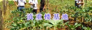 云南滇重楼种植基地_云南中药材种植有限公司