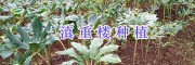 滇重楼成品供应&云南滇重楼种植技术_云南滇重楼产地信息