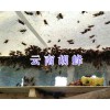胡蜂蜂王一只多少钱#云南哪里有胡蜂王卖-宣威胡蜂养殖