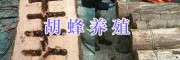哪里的胡蜂养殖技术成熟—云南宣威胡蜂养殖合作社