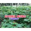 贵州重楼多少钱一斤|贵州重楼种销售公司|贵州重楼价格|