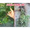 2018吴茱萸苗价格|贵州一亩吴茱萸年产多少钱？
