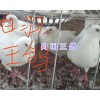 泰深王鸽-昆明白羽王鸽&银羽王鸽出售_云南肉鸽供应信息