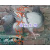 哪有银灰王鸽？昆明肉鸽价格-银羽王鸽&白羽王鸽—云南肉鸽