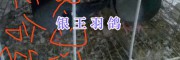 昆明羽王肉鸽批发-银羽王鸽/银灰王鸽-白羽王鸽