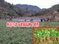 优质何首乌小苗销售_云南哪里有何首乌种苗卖