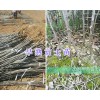 早熟富士苗批发/云南矮化富士苹果苗-昭通果苗销售