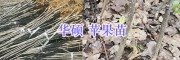 昭通优质苹果苗：华硕苹果树/早熟富士、矮化富士苹果苗