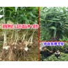 黄精多花不倒苗-贵州黄精种苗出售/姜形甜品种黄精苗