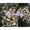 贵州黄精供应：姜形黄精干货-黄精多花苗/鸡头黄精种茎