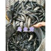 乌鱼苗价格-四川鲟鱼苗批发_云南青鱼苗供应