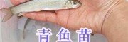 哪里批发青鱼苗、乌鱼苗？-四川眉山淡水鱼苗供应信息