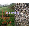 丽江永胜天冬种子-质量可靠可实地考察