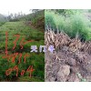 丽江天门冬销售价格咨询-产地永胜天冬