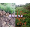 永胜天冬种植户-3月丽江天门冬供应—自家种植