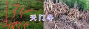 云南丽江大天冬低价销售-永胜天门冬散货基地