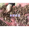 滇黄精块茎亩产多少&滇黄精苗图片_云南滇黄精产销