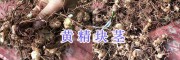 滇黄精苗销售价格&普洱黄精块茎批发_云南黄精销售信息
