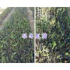 桤木苗多少钱一棵#旱冬瓜苗批发价_楚雄旱冬瓜树销售