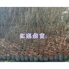 云南禄丰红梨苗-红梨袋苗批发