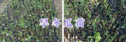 云南桤木苗（旱冬瓜苗）-楚雄绿化苗木