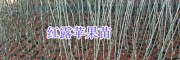楚雄哪里批发苹果苗？禄丰红露苹果苗价格、红富士苗销售