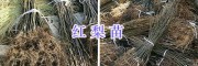 楚雄红梨苗-红梨袋苗量大批发_云南红梨苗供应