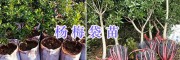 楚雄水果苗：樱桃苗-冬桃苗/红梨苗-红露苹果苗批发