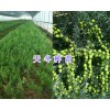 新鲜天门冬种子价格-大理天门冬种子销售&天冬成品