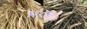云南天冬种植回收-药效含量高*大理天冬销售