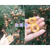 刺梨供应种植户-贵州黔西南金刺梨种植_中国刺梨销售信息