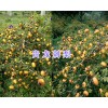 金刺梨批发价—供应云南/四川刺梨销售-贵州刺梨产地批发