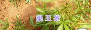 中药材梁王茶供应、玉溪紫花白芨
