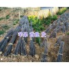 曲靖新品种苹果-龙威苹果苗图片-马龙龙威苹果苗