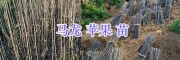 龙威苹果苗的价格/曲靖龙威苹果苗销售