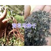 黄草乌种苗批发-丽江草乌种子销售