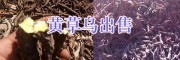 草乌种子供应商/黄草乌种苗现货销售-丽江草乌种植