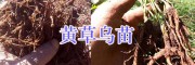 草乌种苗批发价格-丽江黄草乌种子_云南草乌种子苗