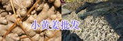 云南姜种供应-正宗罗平小黄姜/曲靖菜姜批发