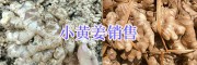 2018曲靖生姜供应：罗平小黄姜、菜姜批发姜种