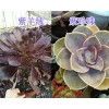 昆明多肉植物销售：昆明多肉植物基地0871-64155848
