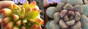 多肉植物春萌/葡萄栽培出售_云南昆明多肉植物供应