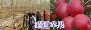 昭通苹果苗销售合作社#昭通苹果采摘基地