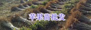 哪里批发红富士苹果苗-昭通红富士果苗种植基地
