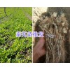 秦艽苗多少钱一棵#云南哪有秦艽苗-丽江迪庆州秦艽苗供应商