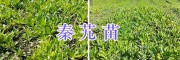 迪庆州秦艽种植基地-秦艽苗出售_云南秦艽苗供应商