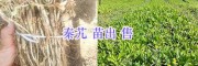 云南秦艽育苗-秦艽苗批发—维西中药材