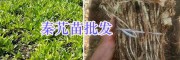 秦艽苗预定-秦艽苗种植技术指导/云南秦艽种植公司