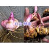 绿化工程花种销售#绿化鲜花种子批发_云南园林绿化种子